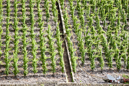 Vineyard on Moselle River