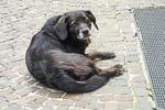 A relaxed dog on shore