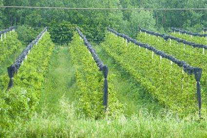 Crops along the Canal Bianco