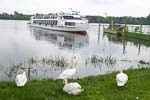 Mantua excursion boat and swans