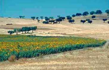 Alentejo photo