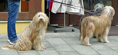 Bearded Collies in Wittenberg