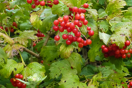 Fall berries at Giverny