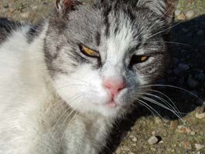 Cat at Le Cimetire des chiens d'Asnires-sur-Seine near Paris