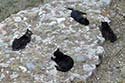 Cats at Largo di Torre Argentina