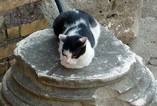 Cat at Largo di Torre Argentina