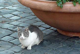 Kitten in Largo di Torre Argentina