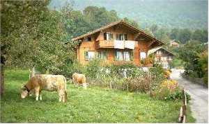 Chalet and cattle in Ringgenberg, Switzerland