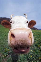 Swiss cow fights - cow contests - Valais Switzerland