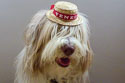 Maggie the Bearded Collie in Venice, Italy