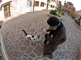 Murano cat