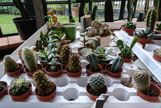 Cacti in Serra dei Giardini