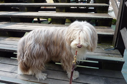 Maggie the Bearded Collie on a Venice bridge