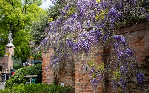 Wisteria at Giardini Papadopoli