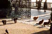 Feral cats in the Royal Gardens, Venice, in the mid-1990s.