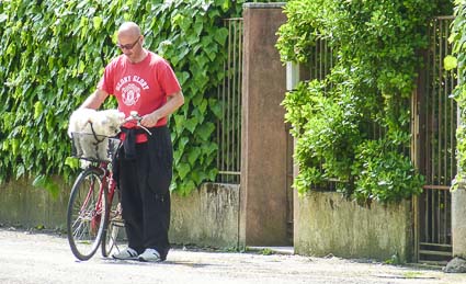 Dog on a bicycle