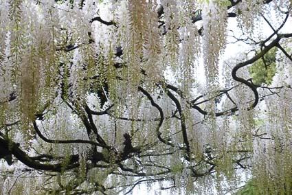 Wisteria on Gran Viale